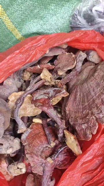 兴义市贵州大山里的灵芝