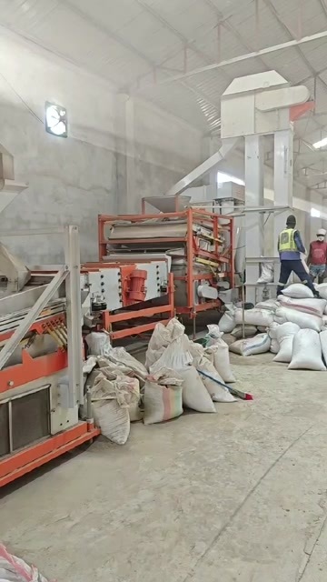 青岛莫桑比克芝麻