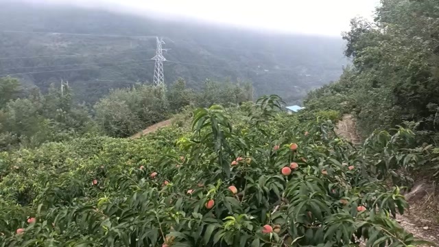 平武县白花桃口感好，大量上市批发