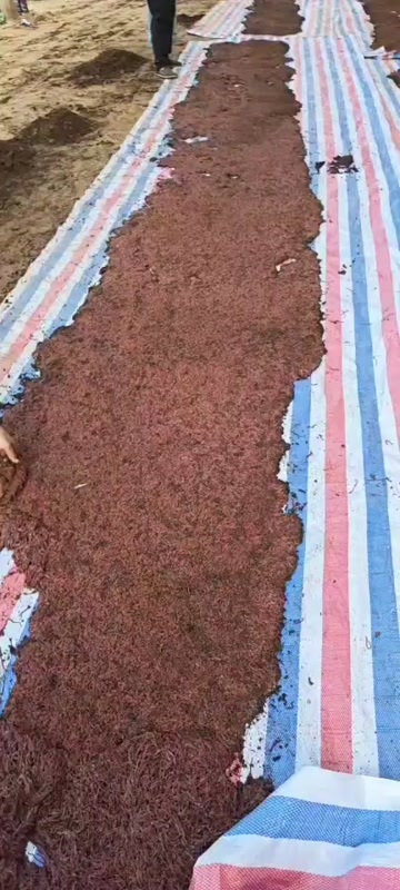 巨鹿县活体蚯蚓