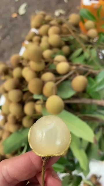 高州市高州石硖龙眼，储良龙眼
