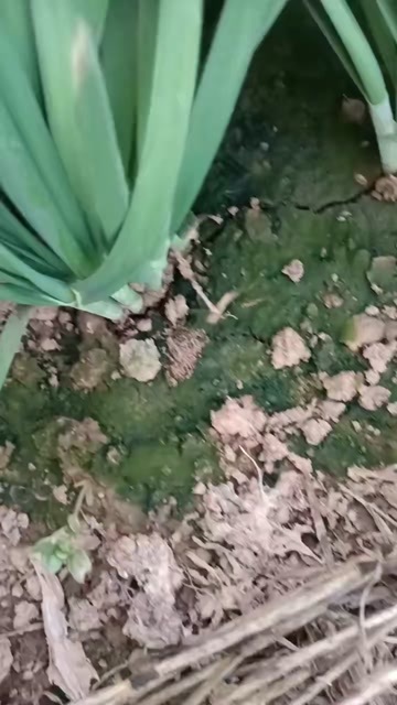 临漳县韭菜