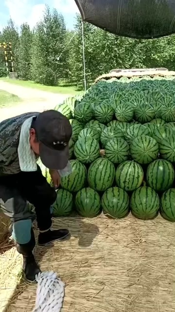 大安市地雷西瓜