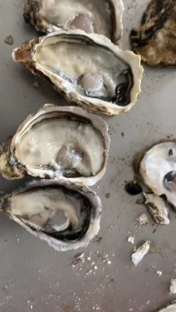 连云港生蚝