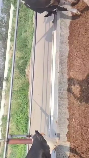 荥阳市奶牛出售