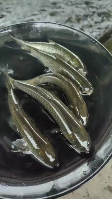 高州市草鱼苗，金丝草鱼苗，草鱼苗