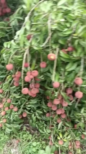 福建玉荷包荔枝上市，需要的老板可以联系
