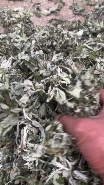 陇西县艾叶