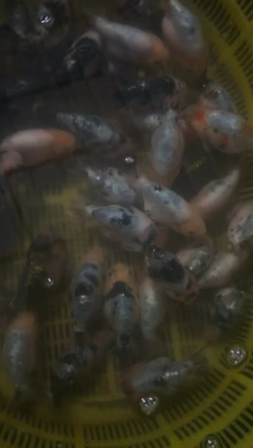 清远兰寿金鱼