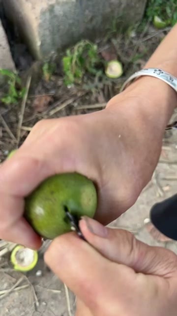 甘肃陇南徽县青皮核桃 新鲜采摘 个大饱满皮薄仁白 产地直供