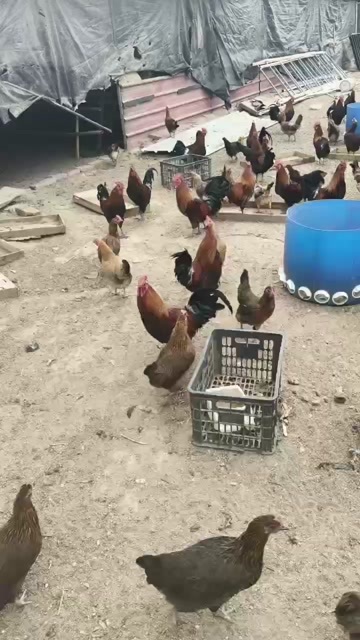唐县寻求散养柴鸡蛋  收购商