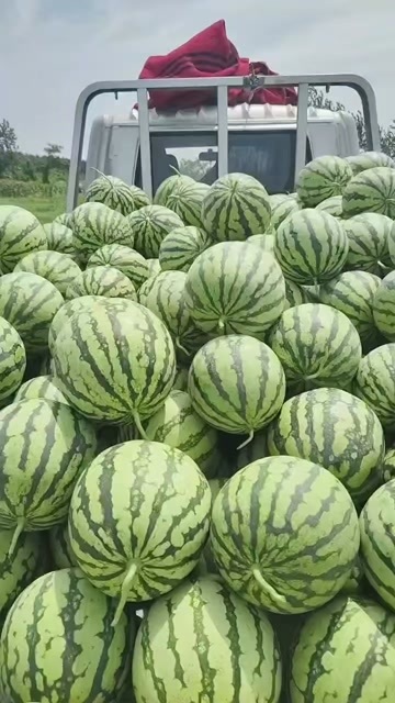 绍兴吊西瓜