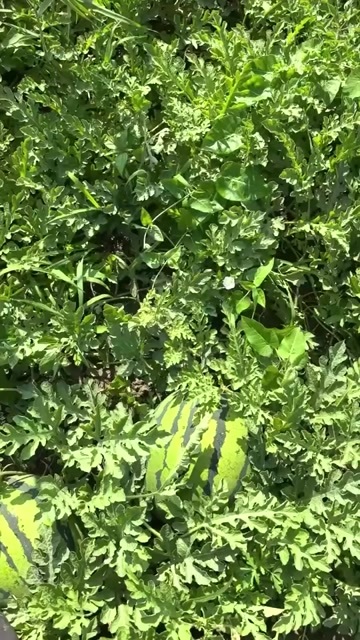 大安市地雷西瓜