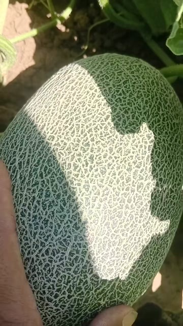 巴彦淖尔西州蜜