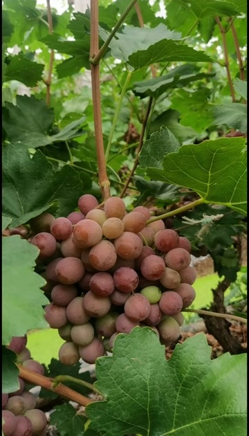 陆良县高品质红提葡萄即将成熟，预计8月大量上市