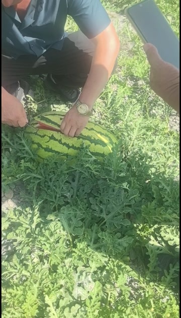 中卫硒砂瓜1-5-6-5-6-0-2-8-6-8-8