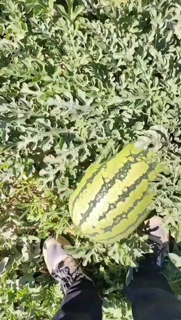 中宁县宁夏硒砂瓜，石头瓜，好皮毛，口感好，大红壤，个头大