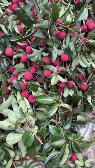 陆丰市凤花