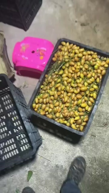 无籽黄皮
