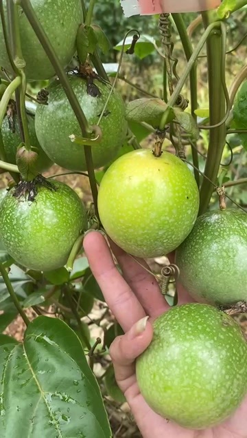 河口县云南黄金百香果大量上市