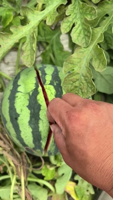 隆化县精品麒麟瓜