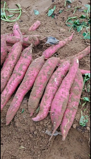大荔县陕西秦薯五板栗红薯