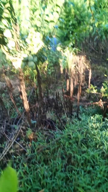 岑巩县自家种植奈李6月28左右成熟，欲购老板请联系