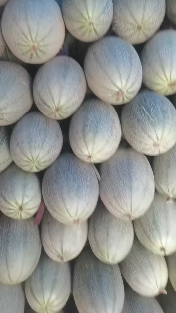 夏邑县小蜜25哈密瓜，夏邑哈密瓜，河南哈密瓜