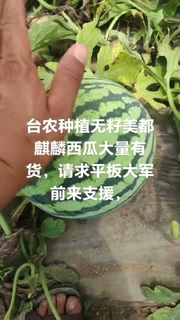 永清县台农种的无籽美都麒麟西瓜大量上市