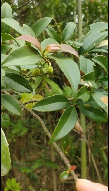 乐平市杨桐又名吊茄子