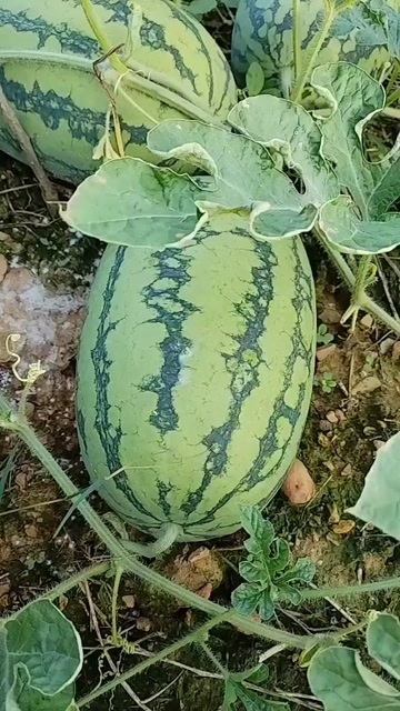 江永县绿爽西瓜