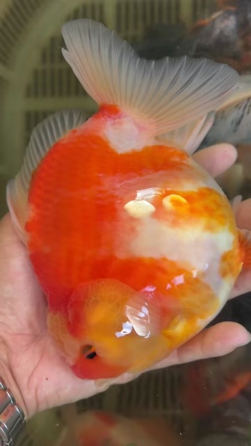 清远泰狮
