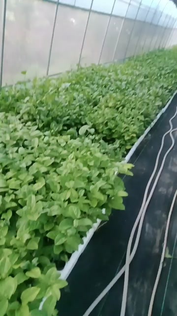 浦北县钦蜜九号百香果嫁接苗，假苗包陪，死苗补发，货版一致，