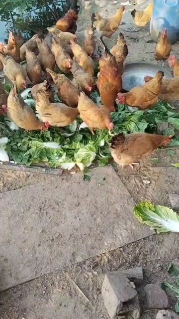 南宁村里自养土鸡