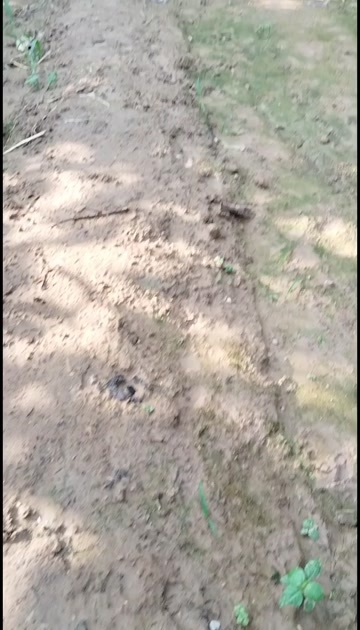 莱阳市莱阳梨主产区，黄金梨，秋月梨，新高梨，丰水梨，华山梨