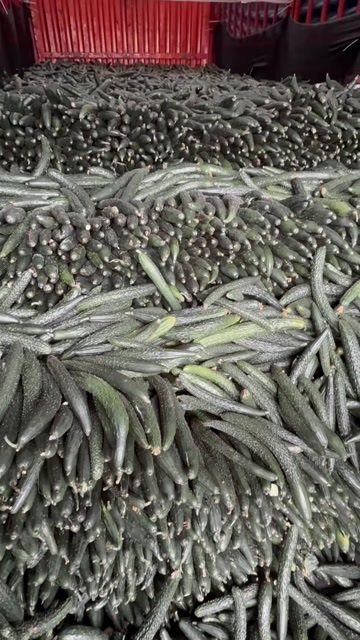青黄瓜 新鲜瓜菜类蔬菜 直供产地