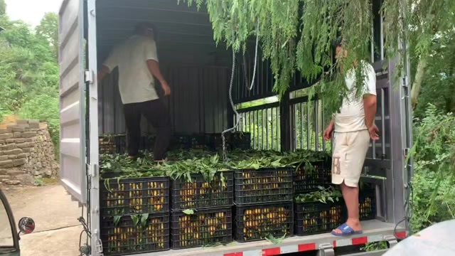 思南县锦绣黄桃。4两起步