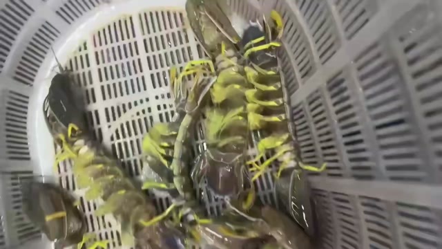 上海富贵虾