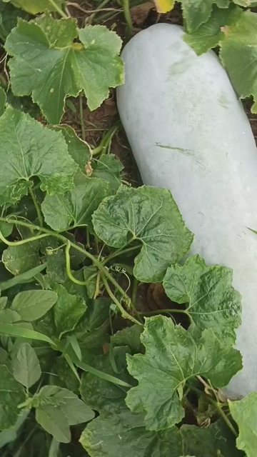 舞阳县白皮冬瓜