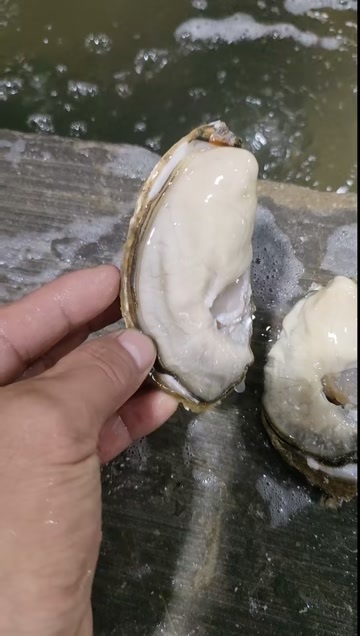 诏安县福建漳州诏安三倍体生蚝鲜活水产批发