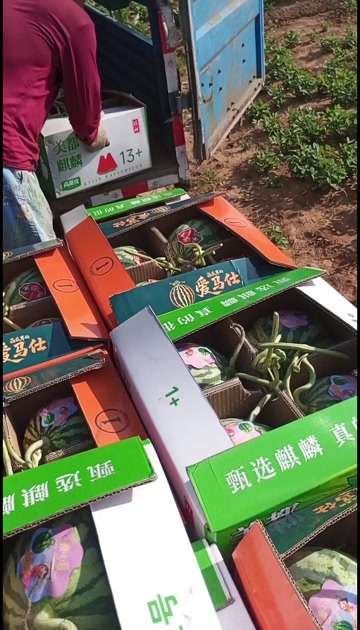 长治皮薄个大糖分高欢迎采购