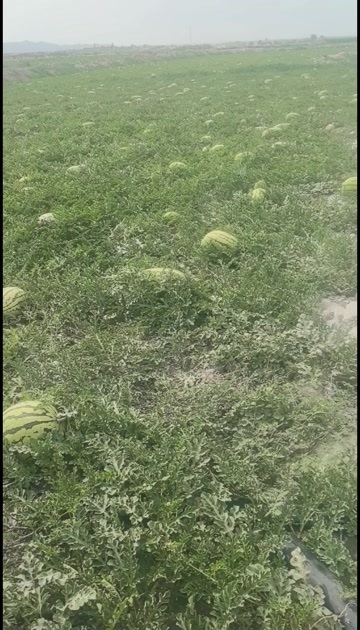 中卫石头瓜硒砂瓜1-5-56-5-6-0-2-8-6-8-8