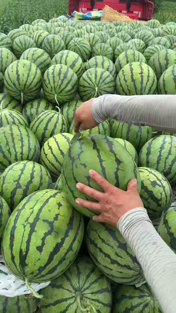 大安市地雷西瓜