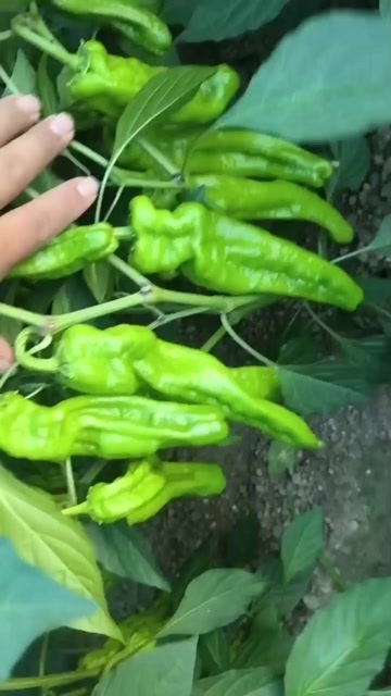 南通辣椒