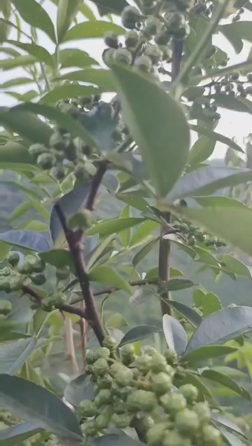 昭通有现摘花椒，有加工后的干花椒