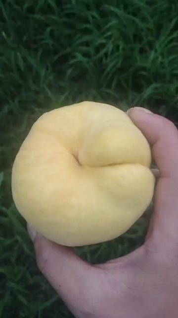 蒲城县黄金蟠桃
