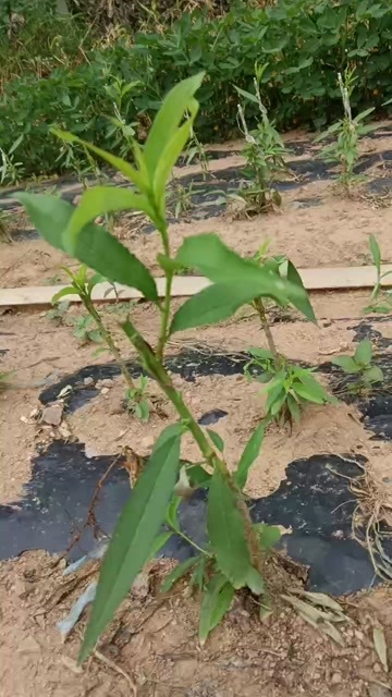 绥中县各种油桃树苗预定