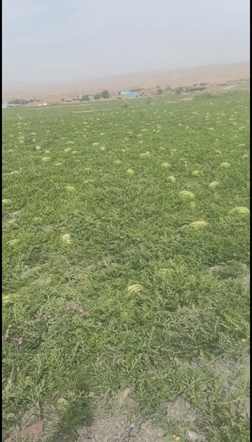 中卫硒砂瓜石头瓜1-5-6-5-6028688