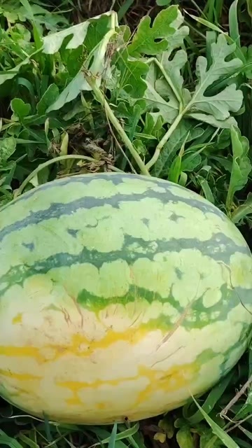 寿县美都西瓜