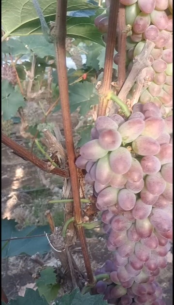 耐储藏    耐运输  味甜